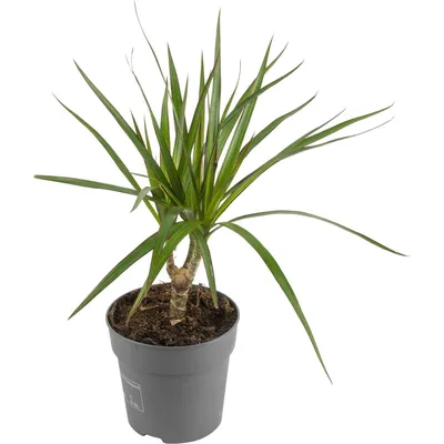 https://bloom-story.ru/green-plants/dratsena/marginata/dracaena-marginata-magentha/dracaena-marginata-magenta-d24-120/