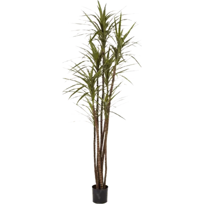 Растение горшечное Hans Visser Драцена Маргината Маджента 11 х 40 см -  купить в Москве, цены на Мегамаркет