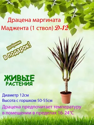 https://bloom-story.ru/green-plants/dratsena/marginata/dracaena-marginata-magentha/dracaena-marginata-magenta-d21-120-1/