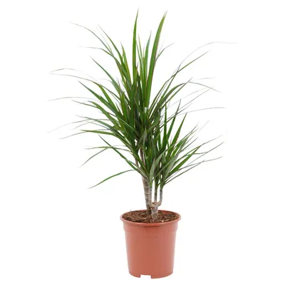 Dracaena Magenta | Indoor Plants | Lively Root