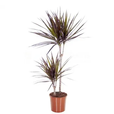 Dracaena Marginata 'Magenta' - Plant World London