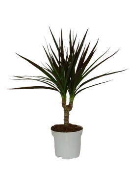 Dracaena Magenta | Indoor Plants | Lively Root