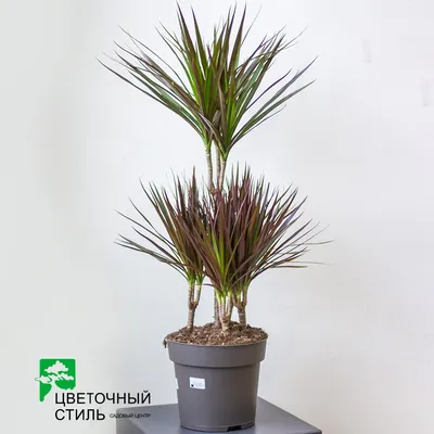 Драцена Магента (Dracaena Magenta) купить по цене 525 р. с доставкой в  Энгельсе