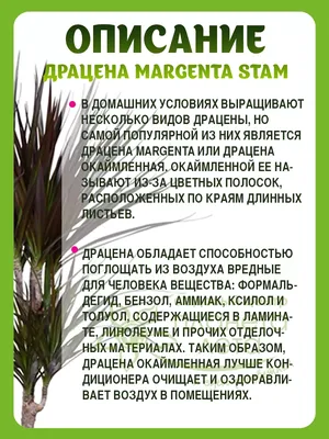 Драцена маргината (лат. Dracaena marginata), d 12 | Flowers Valley