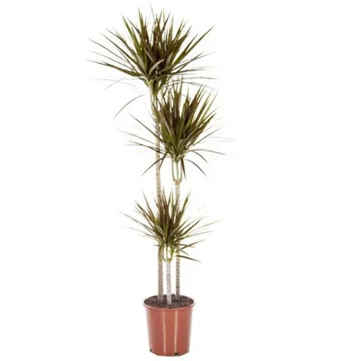 Marginata Magenta Dracaena | Plant Addicts