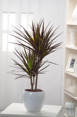 https://bloom-story.ru/green-plants/dratsena/marginata/dracaena-marginata-magentha/dracaena-marginata-magenta-d21-120-1/