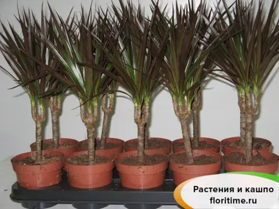 Dracaena Marginata Magenta - Dracena Magenta Roślina doniczkowa - Donica  24cm - Wysokość 110-130cm - FloraStore