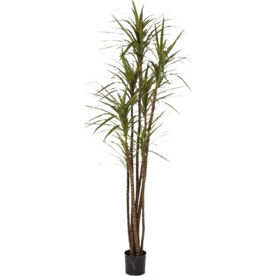 Dracena Magenta - Floralies