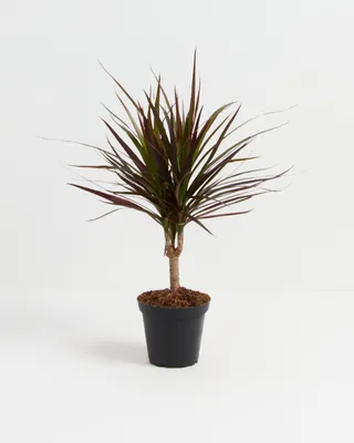 Dracaena Magenta | Indoor Plants | Lively Root