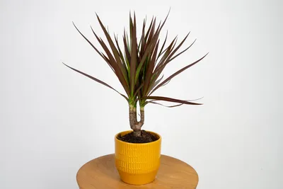 Dracena Marginata Magenta - Vivaio Online eGaden