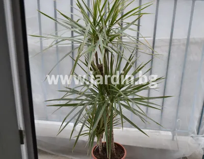 Dracaena marginata 'Magenta' (Dracena obrzeżona) | Sklep internetowy  Zielona Flora