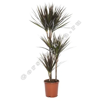 Dracena Marginata 'Magenta' (Obrzeżona)