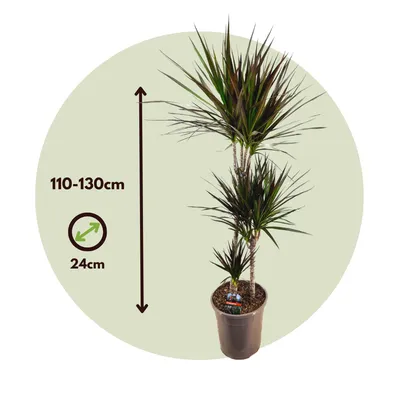 Dracena margirata \"Magenta\" - KytkaSem