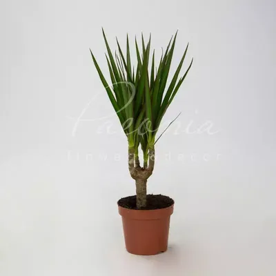 Dracaena Marginata Magenta - Dracena Magenta Roślina doniczkowa - Donica  24cm - Wysokość 110-130cm - FloraStore