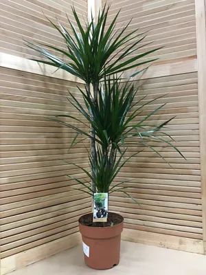 Dracena marginata 'Magenta' Dracena obrzeżona| Zielony-Parapet