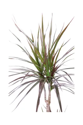 Dracena Marginata Magenta - Vivaio Online eGaden