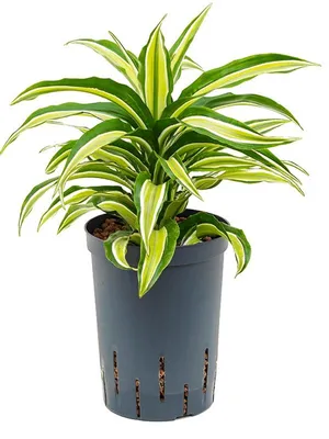 Dracaena fragrans 'Malaika' — Растения Оптовая FlorAccess