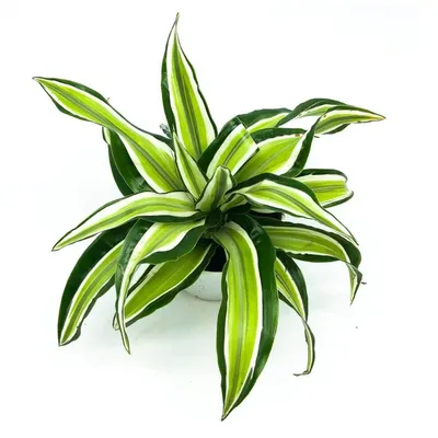 Dracena Malaika fragrans żywe kolory ❤️Roslinydomowe.pl