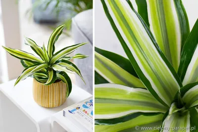 Dracaena fragrans Compacta 'Malaika'| Zielony-Parapet