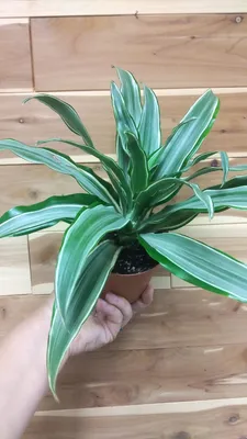 Dracena Malaika 4\" Pot (Dracena fragrans Malaika) | Ephemera Plant Shop