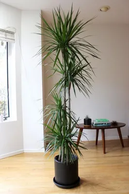 Драцена маргината высотой 200см в горшке (Dracaena marginata) купить с  доставкой в СПб