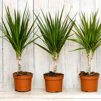 Драцена маргината (лат. Dracaena marginata), d 12 | Flowers Valley