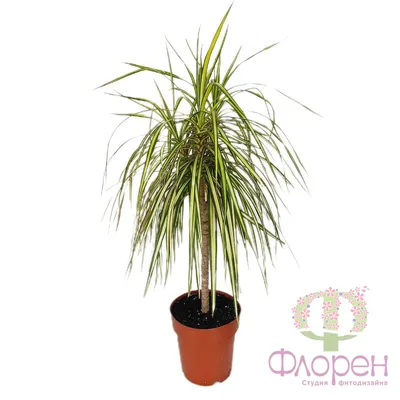 Dracaena fragrans Compacta Malaika (Dracena) - Jungle Boogie