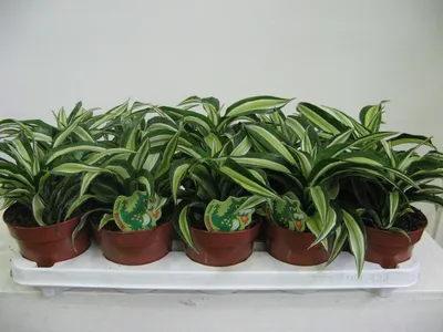 Dracena fragrans malaika baby (dracaena) - Mała Szklarnia