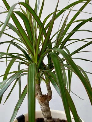 Dracena Malaika Roślina domowa Sadzonka w donicy (4083) • Cena, Opinie •  Rośliny doniczkowe 14103482632 • Allegro