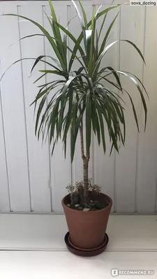 https://kaluga.leroymerlin.ru/product/dracena-marginata-grin-12-h35-45-sm-85324834/