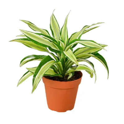 Malaika Dracaena | Plant Addicts