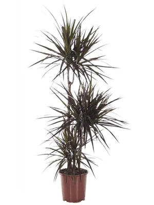 Драцена Dracaena marginata - «Не держите драцену в тесном горшке, но будьте  осторожны с поливом. Фото было-стало» | отзывы