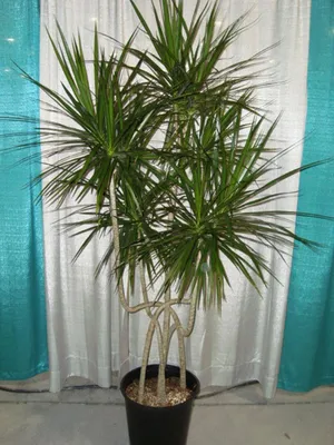 Драцена Маргината высотой 180см в горшке (Dracaena marginata) купить с  доставкой в СПб