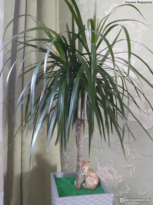 Драцена Dracaena marginata - «Драцена или «хвост дракона»: суеверия и  польза в доме, а также уход и размножение декоративного растения» | отзывы