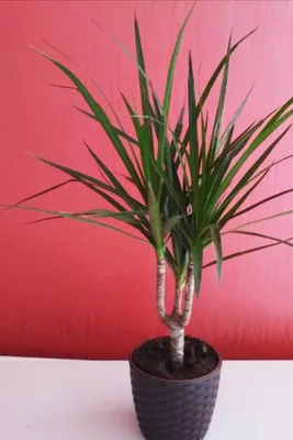 Драцена обрамленная (Dracaena marginata)