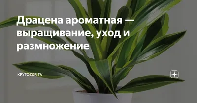 Драцена Маргината (Dracaena Marginata) купить в СПб в интернет – магазине