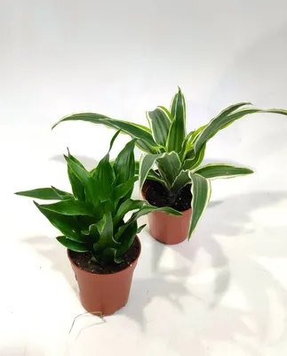 Растение комнатное Драцена Драгон микс D:12 (02.03) на Лесоторговой в Орле  по цене: 620 ₽