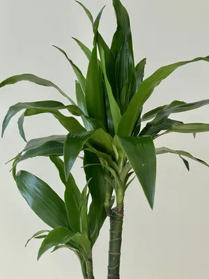 Драцена Мини микс (Dracaena)