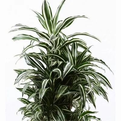 Bahor Gullari - Неприхотливое комнатное растение - Драцена микс. Способна  украсить любое помещение. В природе драцена достигает двух метров, но, к  счастью, комнатные экземпляры существенно меньше. Это позволяет нам без  проблем выращивать