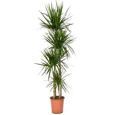 Драцена Мини микс (Dracaena)