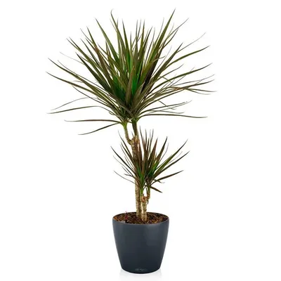 Драцена маргината высотой 200см в горшке (Dracaena marginata) купить с  доставкой в СПб