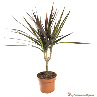 Драцена Dracaena marginata - «Не держите драцену в тесном горшке, но будьте  осторожны с поливом. Фото было-стало» | отзывы