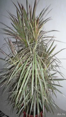 Драцена маргината - Dracaena marginata. Уход за драценой маргината,  выращивание