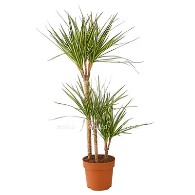 Драцена окаймленная (Dracaena marginata) — описание, выращивание, фото | на  LePlants.ru