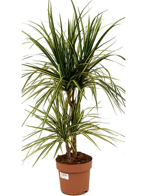 Драцена душистая (Dracaena fragrans) 100-15 - купить в Минске с доставкой,  цена и фото в интернет-магазине Cvetok.by