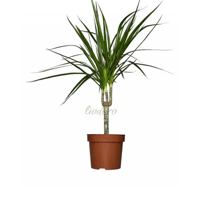 Коллекции растений ЦСБС СО РАН - Dracaena marginata Lam. cv. Tricolor – Драцена  окаймленная (по новым данным Dracaena reflexa var. angustifolia Baker  cv.Tricolor)