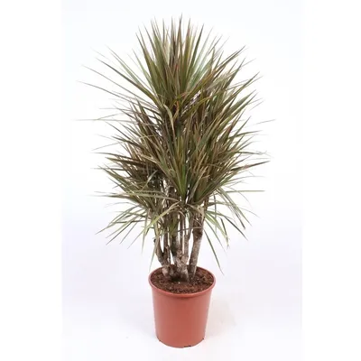 http://parkhaus-rnd.ru/internet-magazin/product/dracaena-marginata