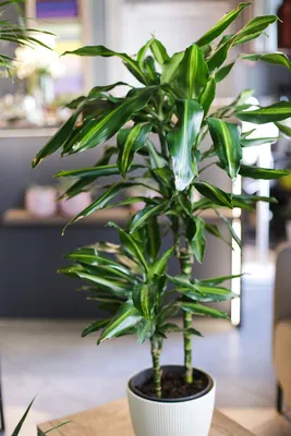 Бутик необычных растений для дома - Драцена рефлекса (отогнутая) Сонг оф  Коста Рика | Facebook