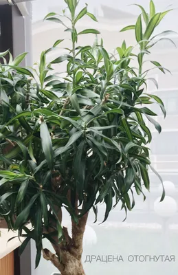 Драцена отогнутая/ Dracaena reflexa | Растения, Комнатные растения