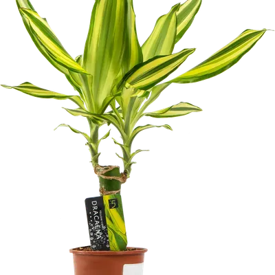 Драцена мадагаскарская, купить, Dracaena reflexa, ЭКЗОТИЧЕСКИЕ РАСТЕНИЯ,  ЦВЕТЫ ОРАНЖЕРЕЙНЫЕ Купить растения в Ростове-на-Дону, Интернет-магазин,  питомник растений, хвойные и лиственные, уличные, плодовые и декоративные  деревья и кустарники, растения ...